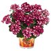 Ампельная плющелистная пеларгония (герань) Great Balls of Fire Burgundy Blaze